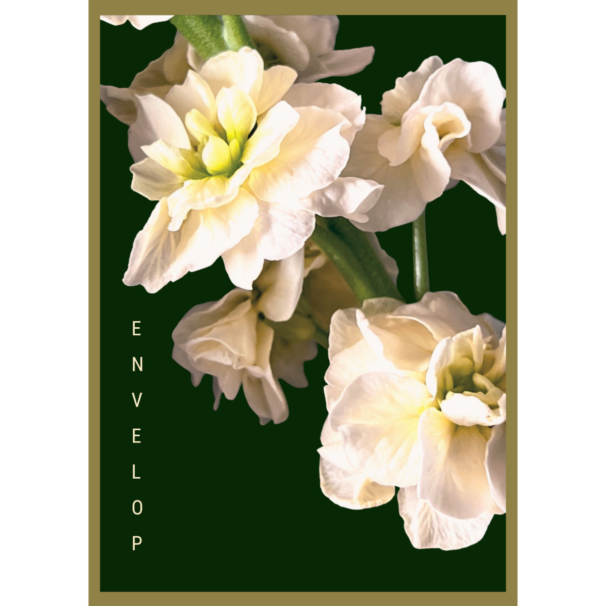 Envelop, Forest's Chant Flower of Sound