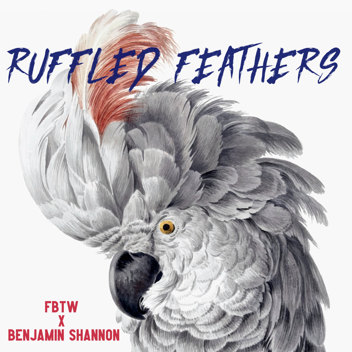 Ruffled Feathers | Flightless Birds Take Wing