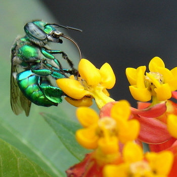 Album artwork for green bee sides