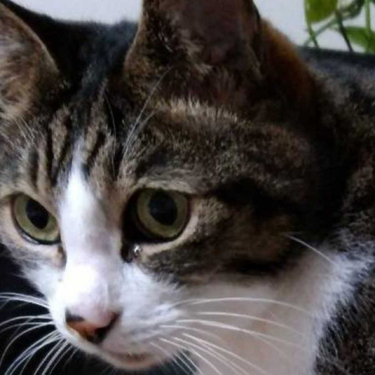 ハサミグループかるた hasami group 革命 | HASAMI group