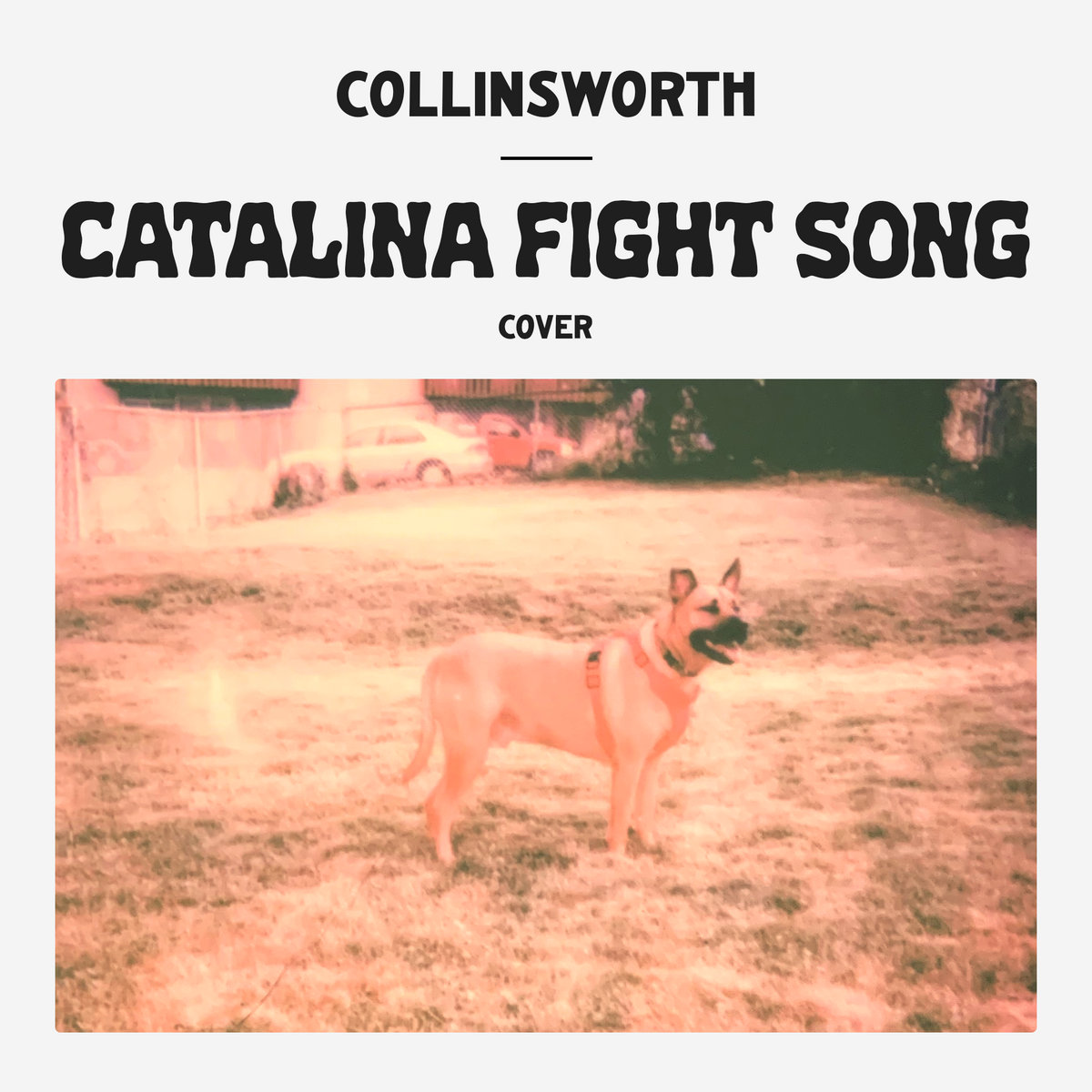 The Catalina Fight Song Lyrics and Why Everyone Still Quotes That Movie