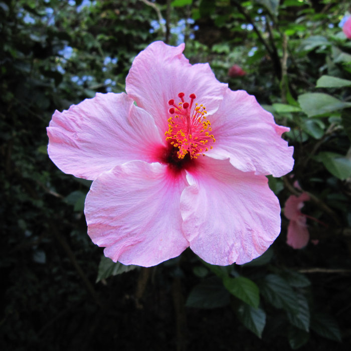 Chicken Liver Pate Julia Child Recipe Madeleines Ernirynal itadokarit