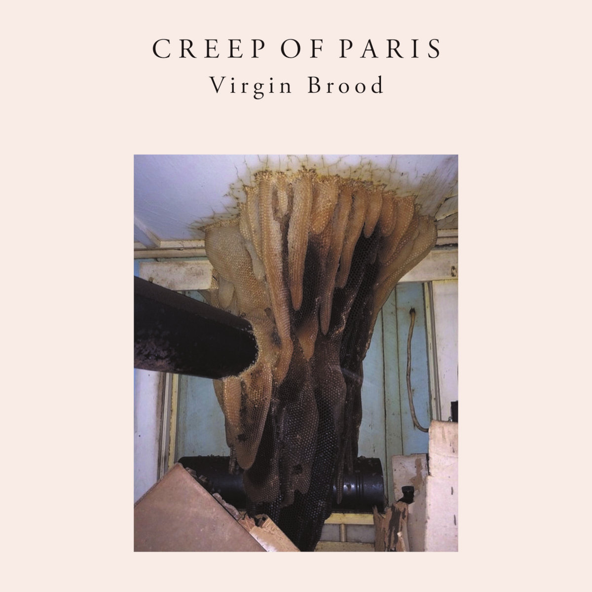 Virgin Brood cover