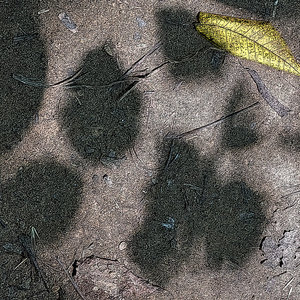 Sense-Souls | Nature-Substance cover