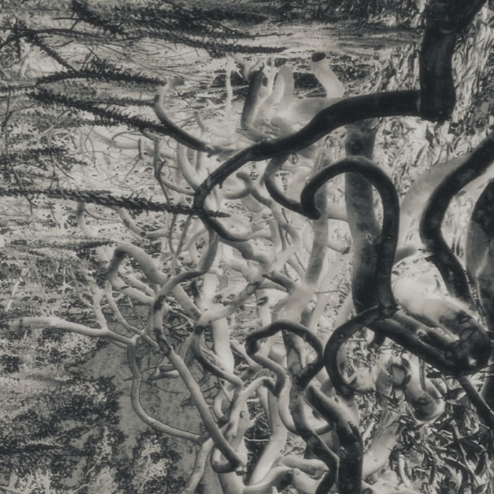 Archetypal Patterns of Movement [EP] | Acacia Komodo