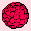 Raspberry EP Cover Art