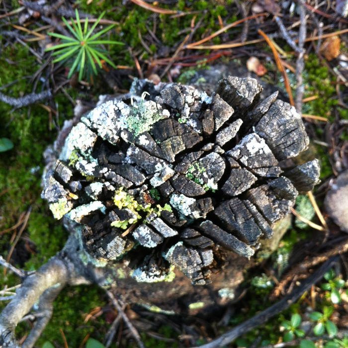 Drone Forest – Deteriorated Collection