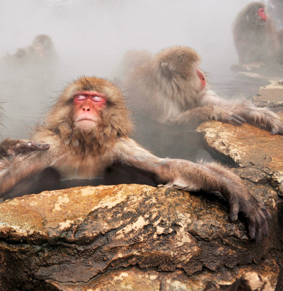 Ultima Necat | VENTURA