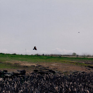 Wind, Rock, Bird cover