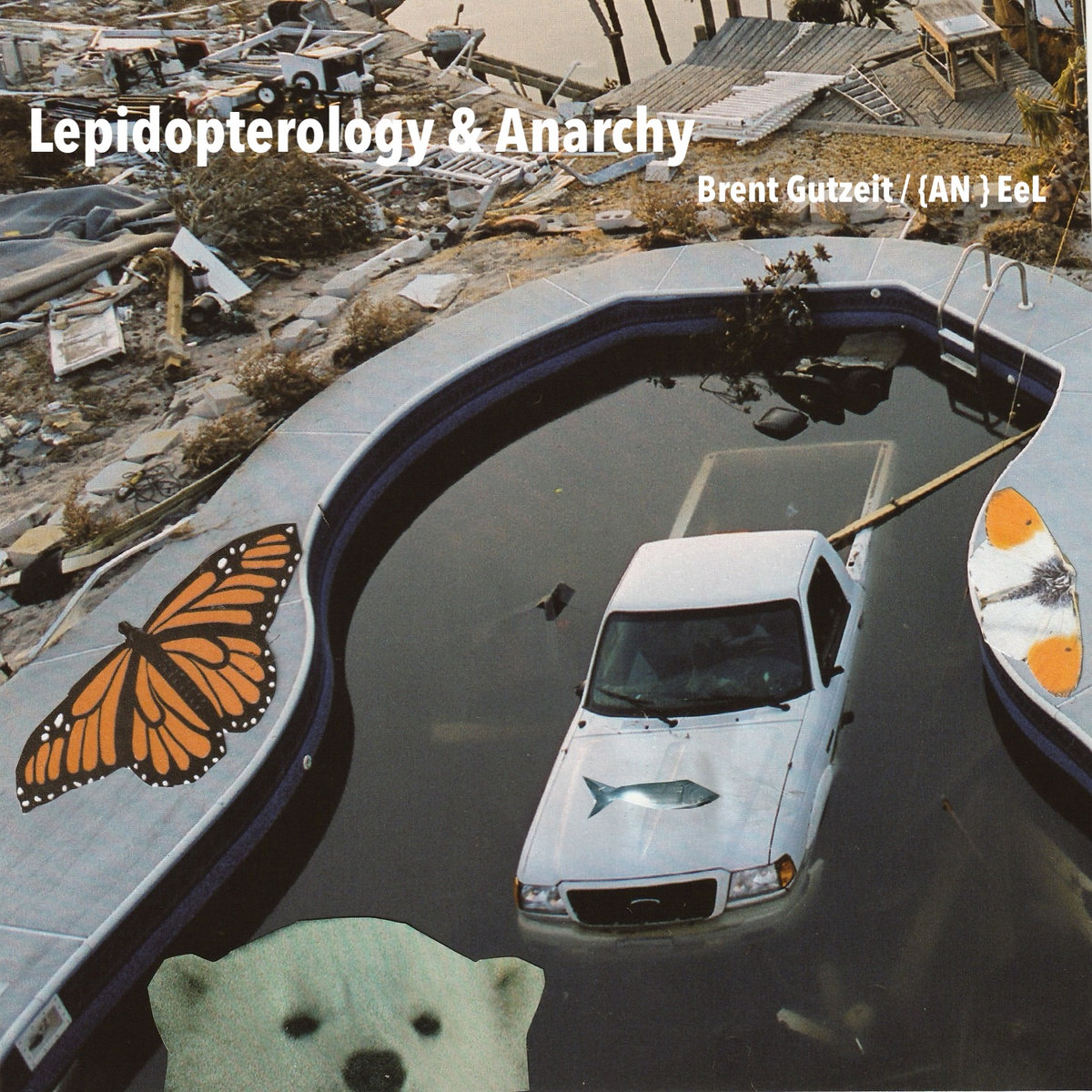 Lepidopterology & Anarchy