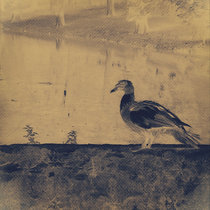 Bird-Stone cover art