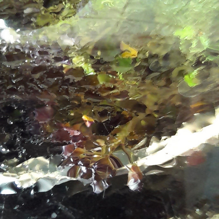 Random noise generator (Reclaim the Streets) Jon Ruddick