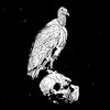 A Circle of Vultures
