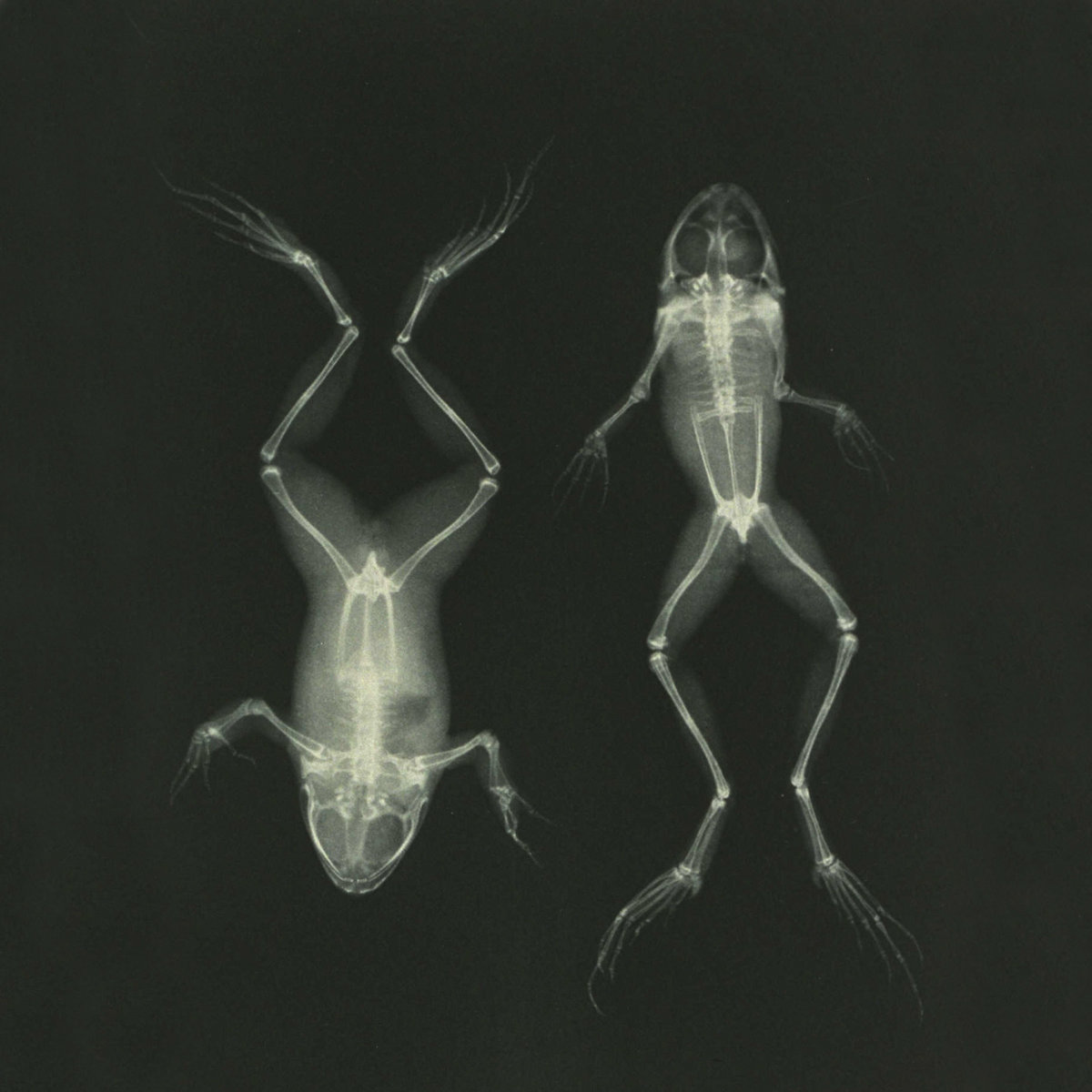 lazarus taxon lazarus taxon