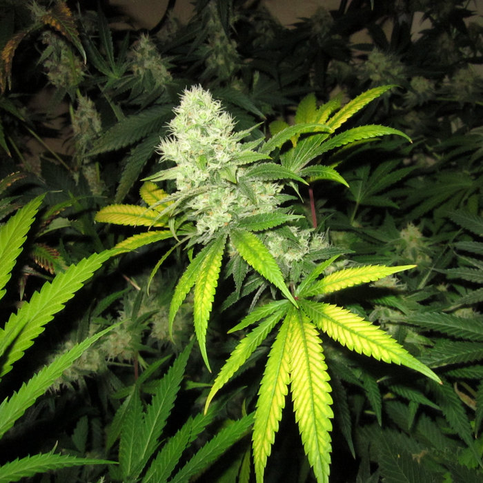 Alcohol 120 Con Crack Full Elizfyn parkcardelerigh