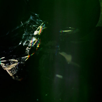 Dark Green
Dali Vision