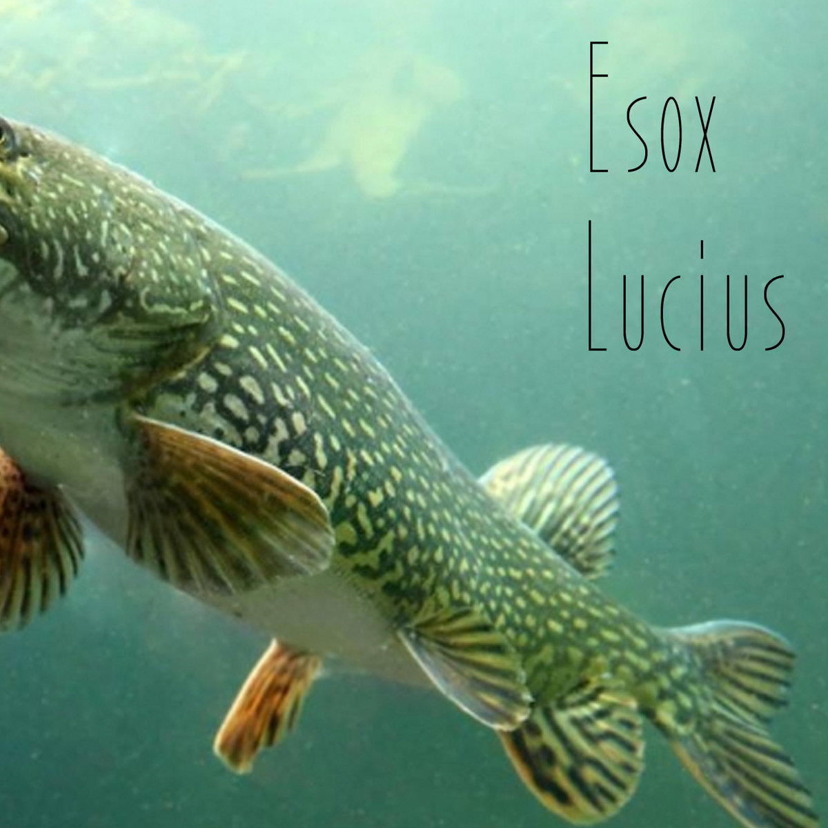 Esox Lucius | Sebastian Svahn
