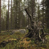 nordvis.bandcamp.com