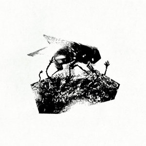 Tag Maggot cover