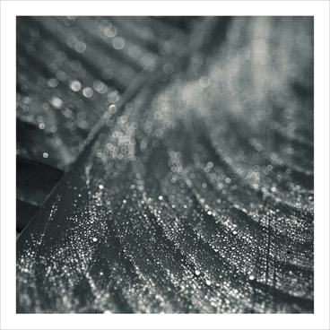 Moss (Recur) main photo