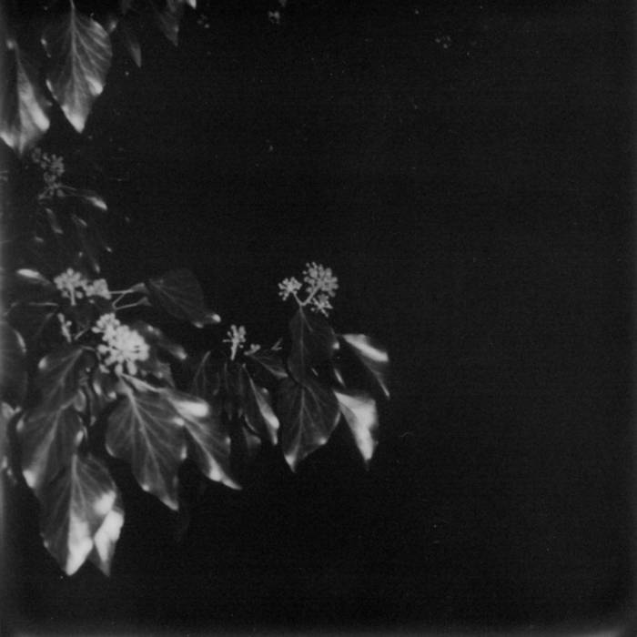 A monochrome shot of what seems ivy blossoms in night, black background.