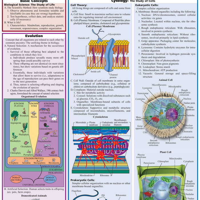 Prokaryotic Cell Parts And Functions Pdf Download | Wolfrai | assakicatrea