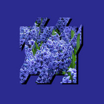 Hyacinths cover art