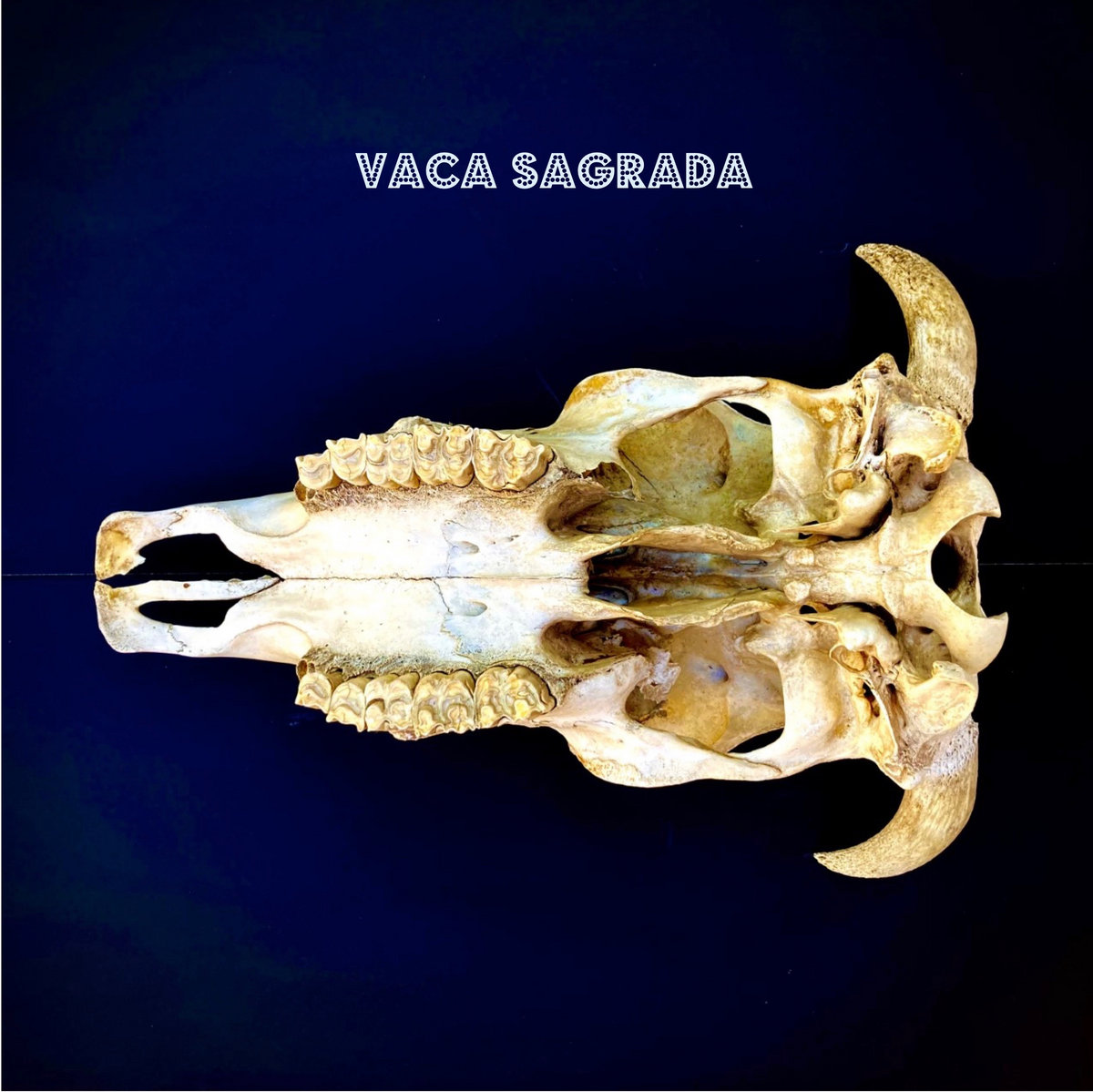 Vaca Spell one eye is the sun, one eye is the moon | Vaca Sagrada