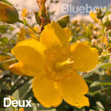 If Wishes Were Horses | Blueboy