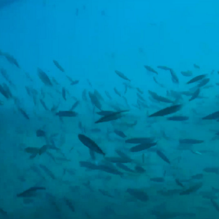 Shark Ambient Frying Pan Ocean Cam