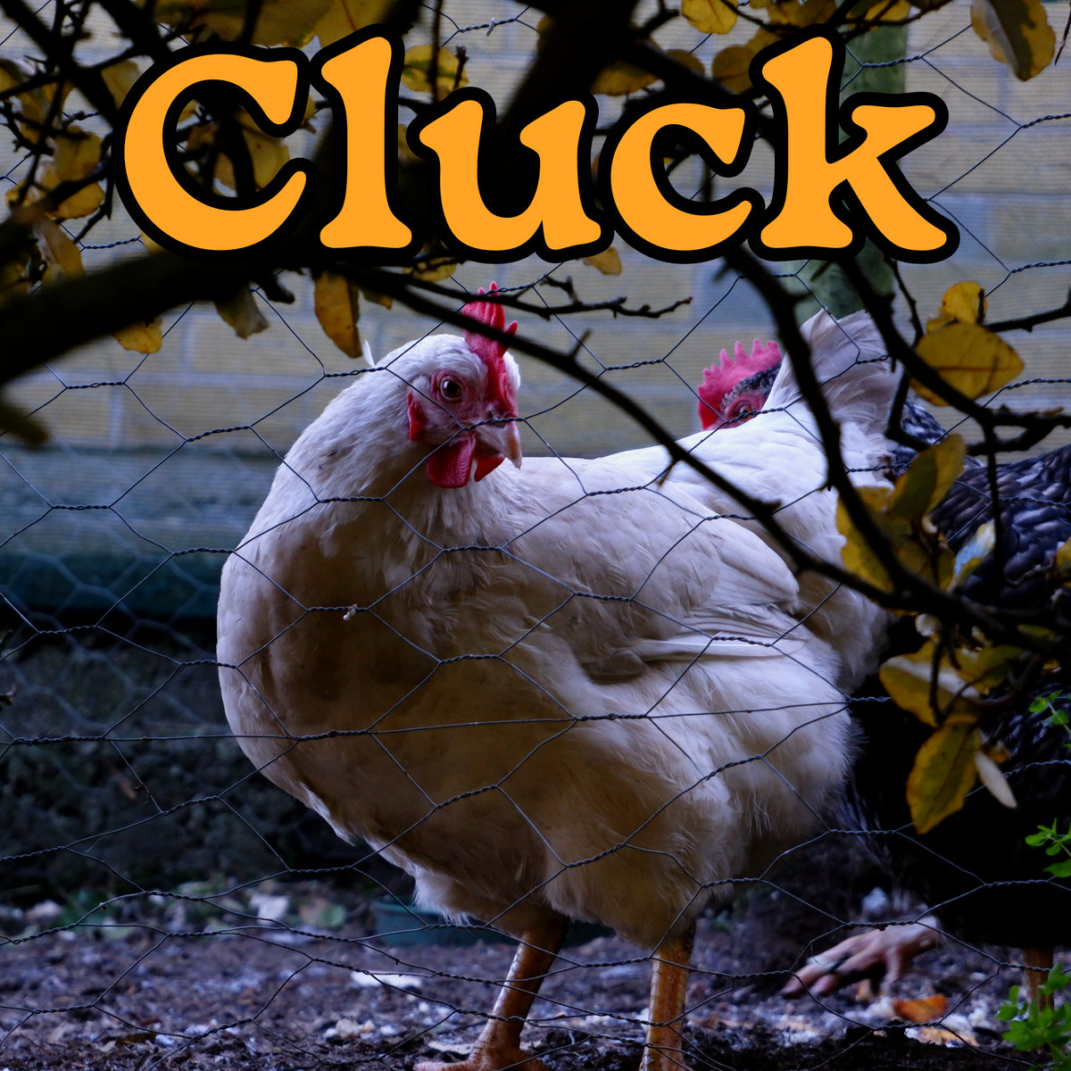 Cluck cover