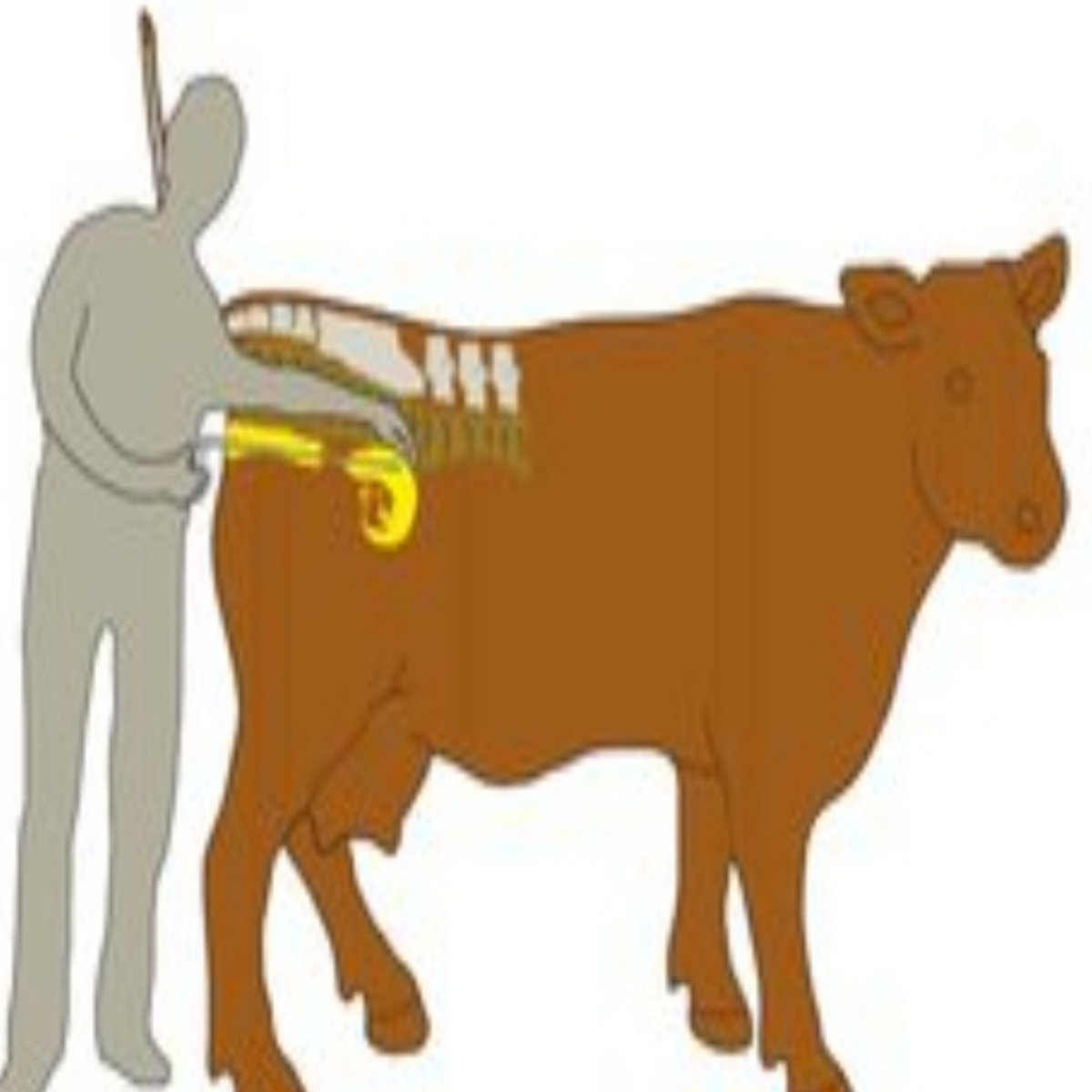 Cow fisting | Isaac J Neufeld