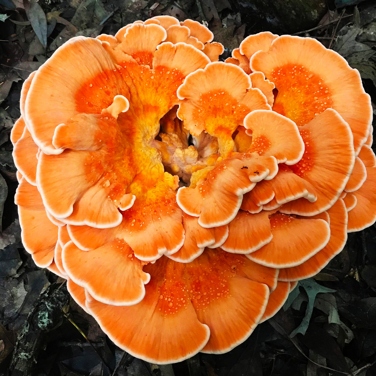 Bright Orange Fungus | Forest of Frogs