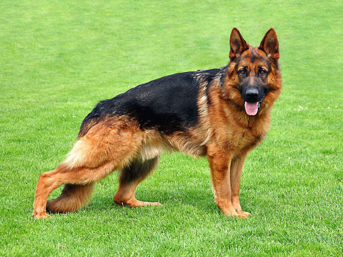 77+ German Shepherd Dog Original