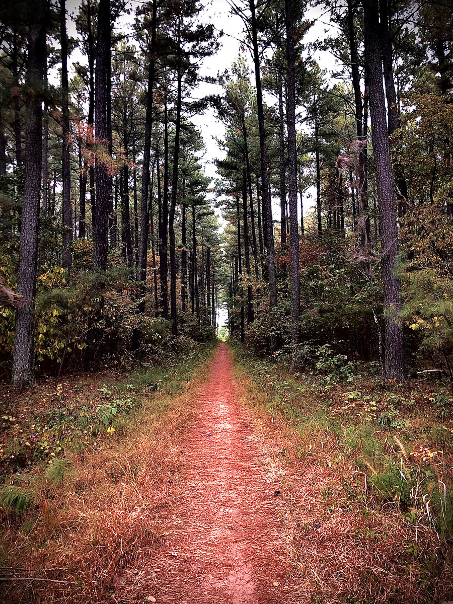 Through the Bleeding Trees andrew, destroyer Andrew