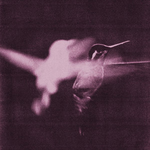 Wings of Desire — American Dreamers
