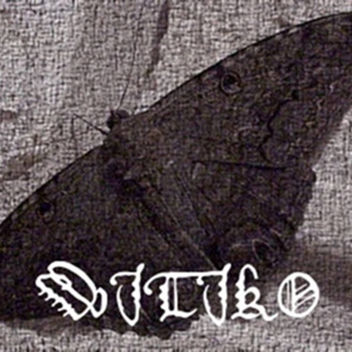 Ascalapha Odorata Witiko