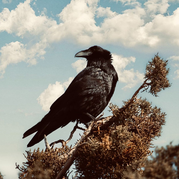 Spruce Willow Kame Collective