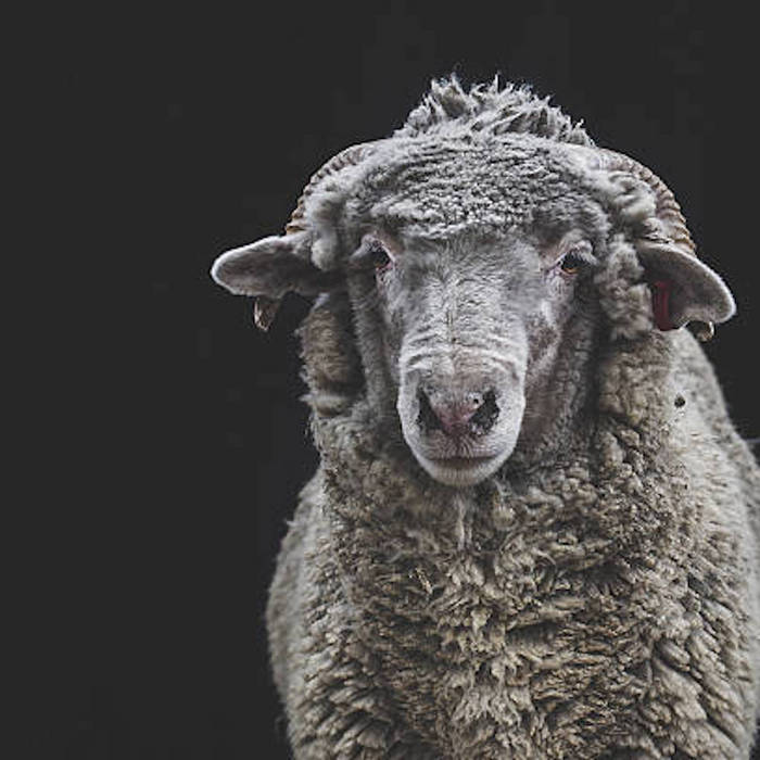 Pink Floyd - Sheep (Armando Letico Wolf Edition) | Armando Letico