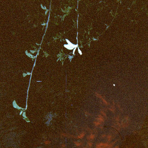 song for lily cover