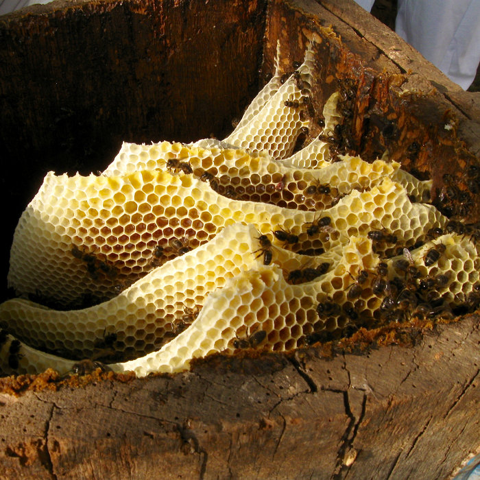 La abeja y su entorno Juanjo Palacios Mapa Sonoru