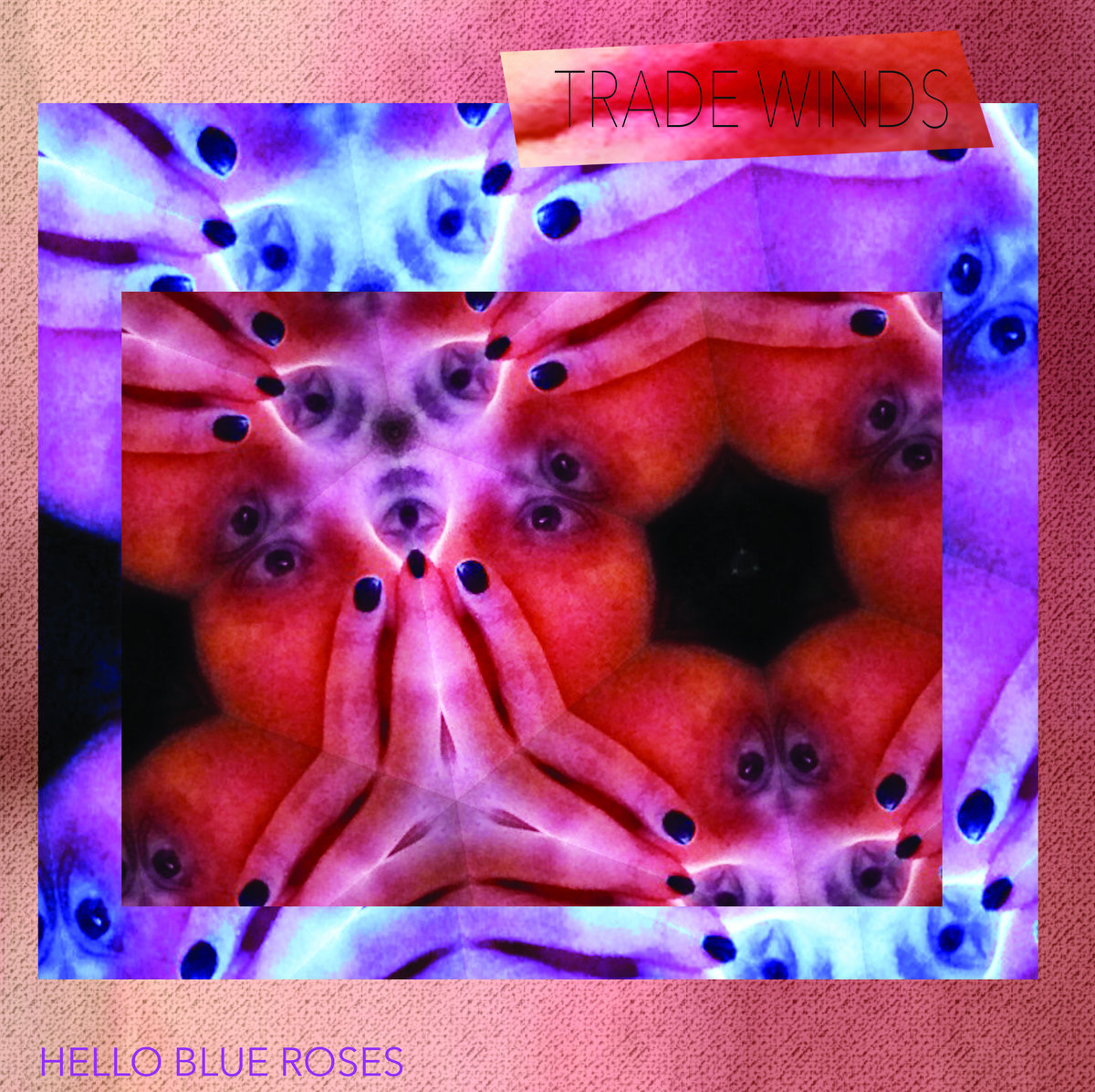 trade winds hello blue roses