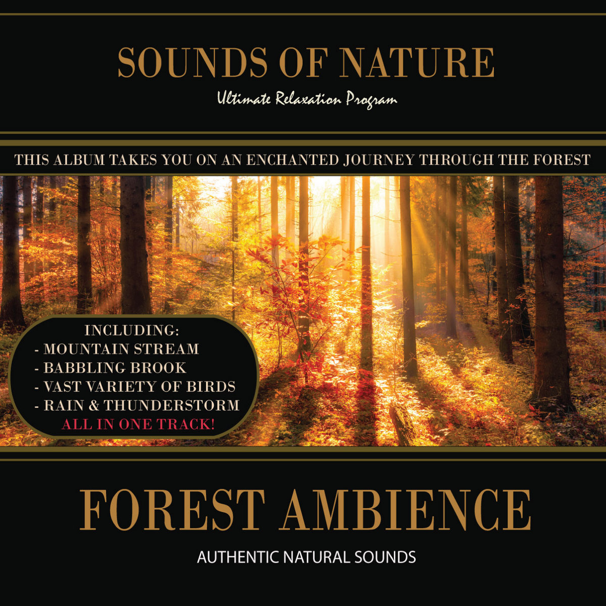 Forest Ambience (Nature Sounds) | Relaxing Sounds of Nature | Nature