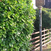 MHcha-elles Daydream (Illogical Gains) LP  (August 2015) cover art