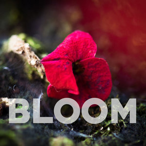 Bloom cover