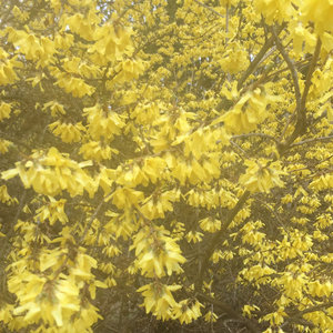 Forsythia cover
