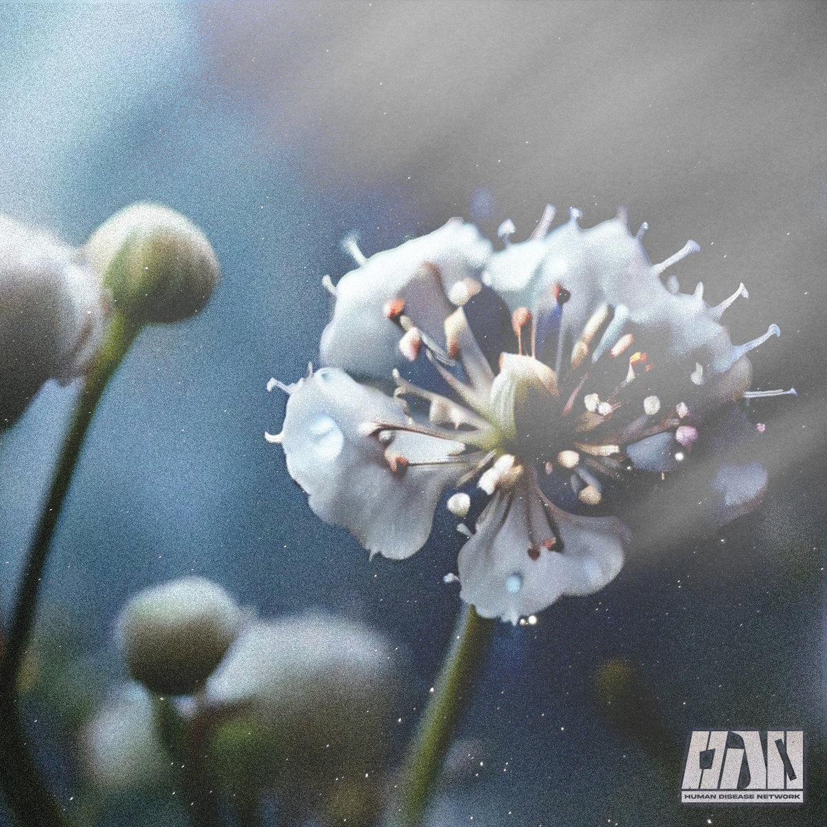 HDN036 | TITVS - Gypsophila