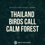 Calm Forest! Singing Birds In The Woods Of Thailand