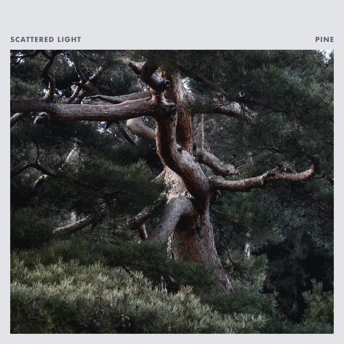 Pochette de Pine par Scattered Light