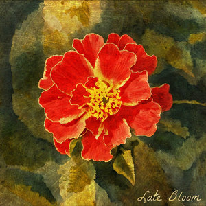 Late Bloom cover